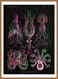 Gamochonia Octopus and Squid Vintage Black Antique Print
