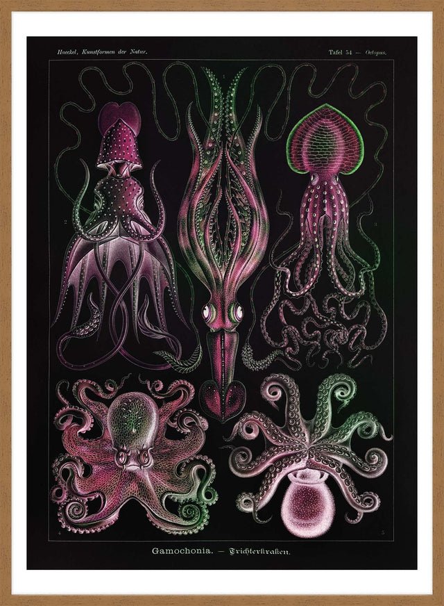 Gamochonia Octopus and Squid Vintage Black Antique Print