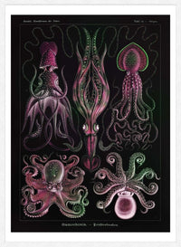Gamochonia Octopus and Squid Vintage Black Antique Print