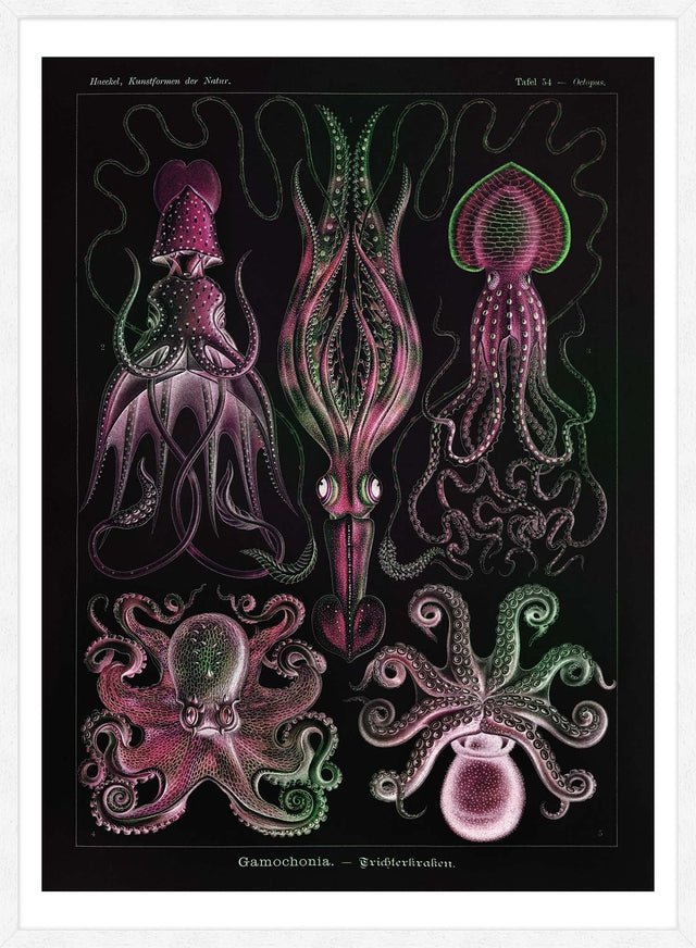 Gamochonia Octopus and Squid Vintage Black Antique Print
