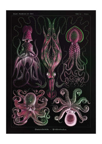 Gamochonia Octopus and Squid Vintage Black Antique Print