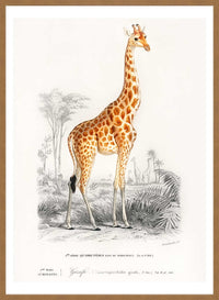 Giraffe Vintage Antique Print