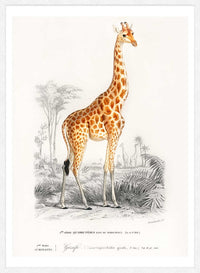 Giraffe Vintage Antique Print