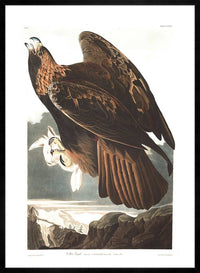 Golden Eagle Vintage Antique Bird Print