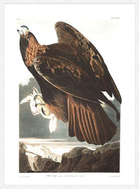 Golden Eagle Vintage Antique Bird Print
