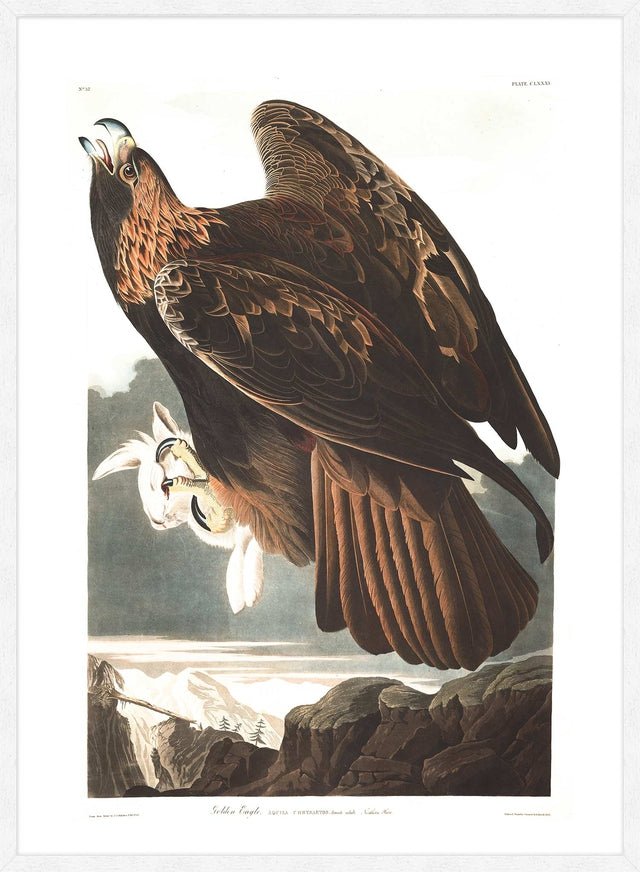 Golden Eagle Vintage Antique Bird Print
