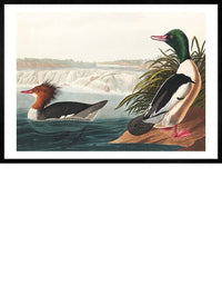 Goosanders Vintage Bird Print