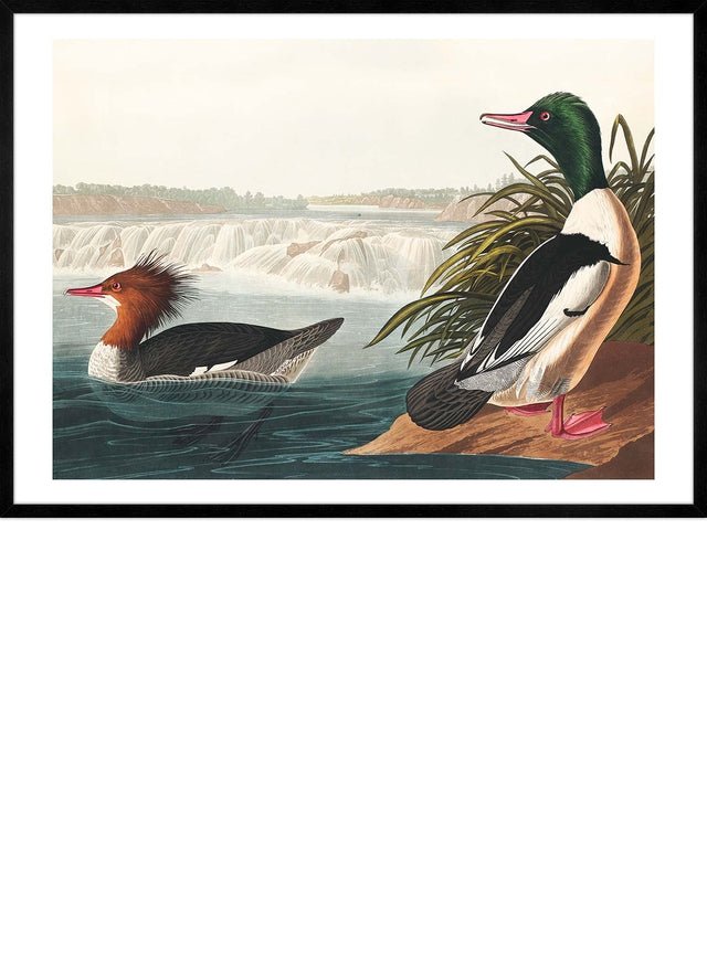 Goosanders Vintage Bird Print