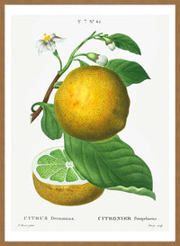 Grapefruit Vintage Black Antique Print