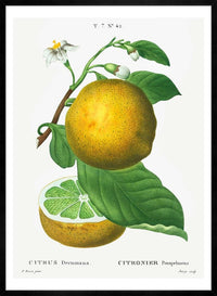 Grapefruit Vintage Black Antique Print