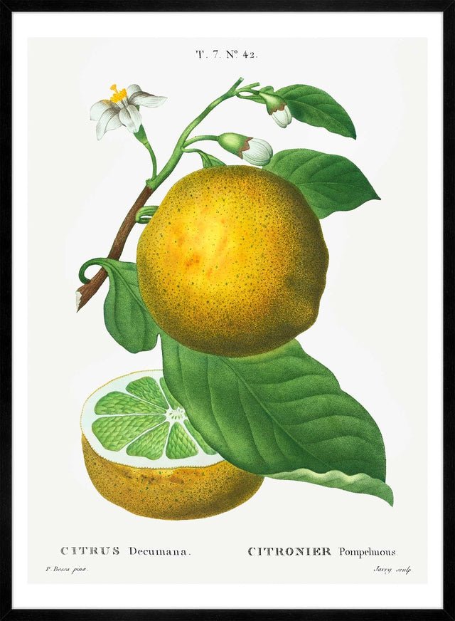 Grapefruit Vintage Black Antique Print