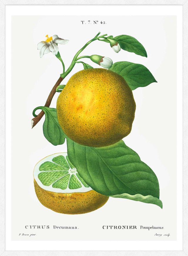 Grapefruit Vintage Black Antique Print
