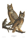 Great Horned Owl Vintage Antique Bird Print