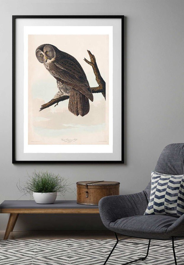 Great Owl Vintage Bird Print