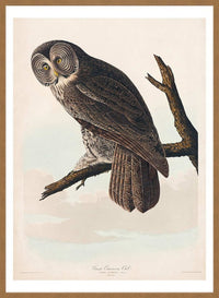 Great Owl Vintage Bird Print