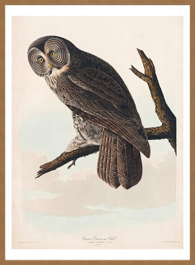 Great Owl Vintage Bird Print