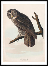 Great Owl Vintage Bird Print