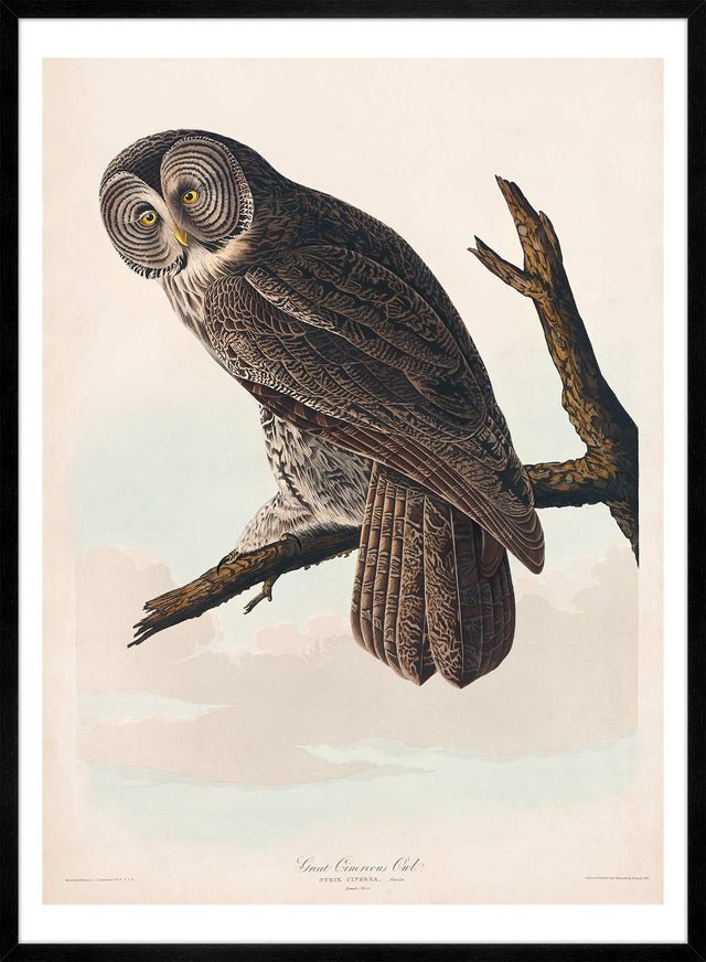 Great Owl Vintage Bird Print