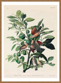 Ground Dove Vintage Antique Bird Print