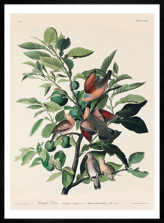 Ground Dove Vintage Antique Bird Print
