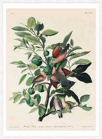 Ground Dove Vintage Antique Bird Print