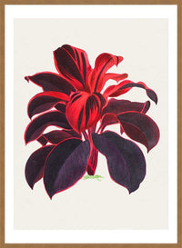 Hand drawn Hawaiian Ti plant print