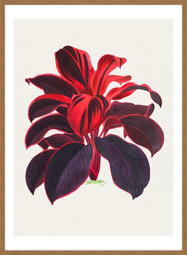 Hand drawn Hawaiian Ti plant print