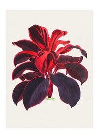 Hand drawn Hawaiian Ti plant print