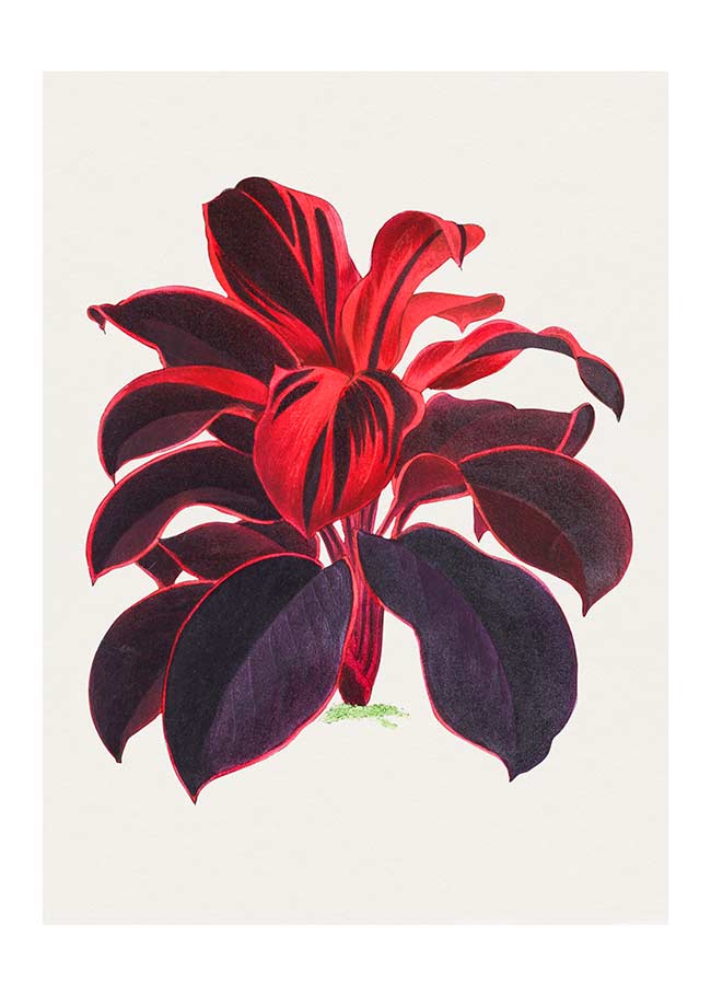 Hand drawn Hawaiian Ti plant print