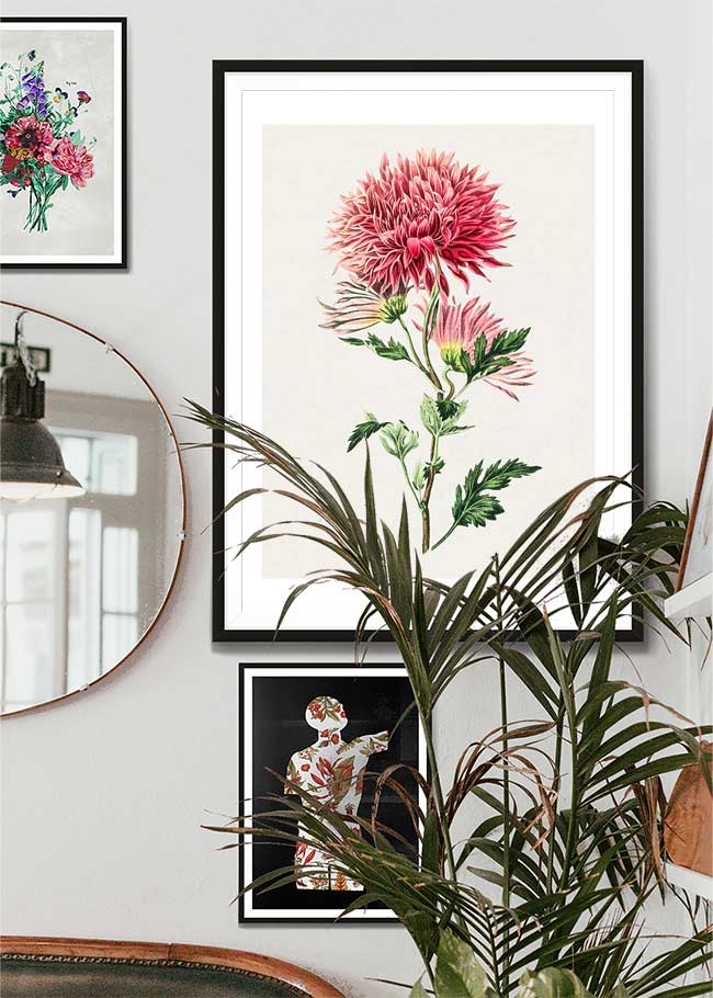 Hand drawn pink Chrysanthemum Illustration