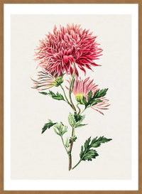 Hand drawn pink Chrysanthemum Illustration