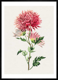 Hand drawn pink Chrysanthemum Illustration