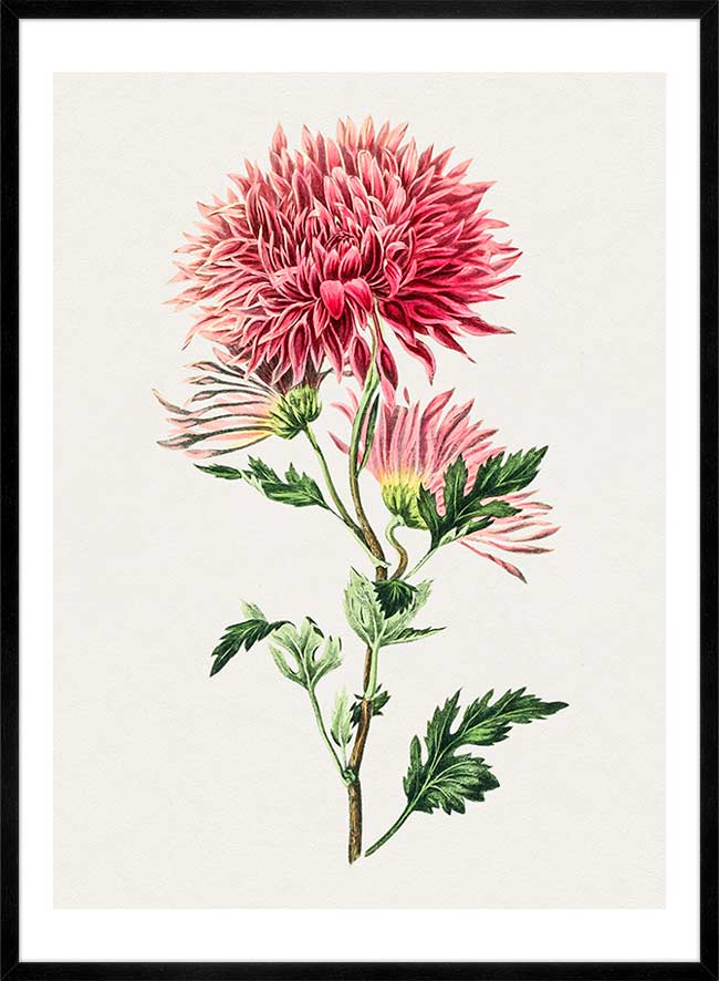 Hand drawn pink Chrysanthemum Illustration
