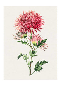 Hand drawn pink Chrysanthemum Illustration