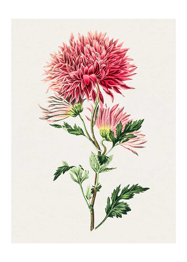 Hand drawn pink Chrysanthemum Illustration