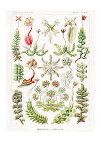 Hepaticae–Lebermoose Liverworts by Ernst Haeckel Print