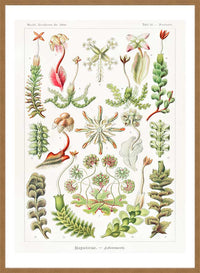 Hepaticae–Lebermoose Liverworts by Ernst Haeckel Print