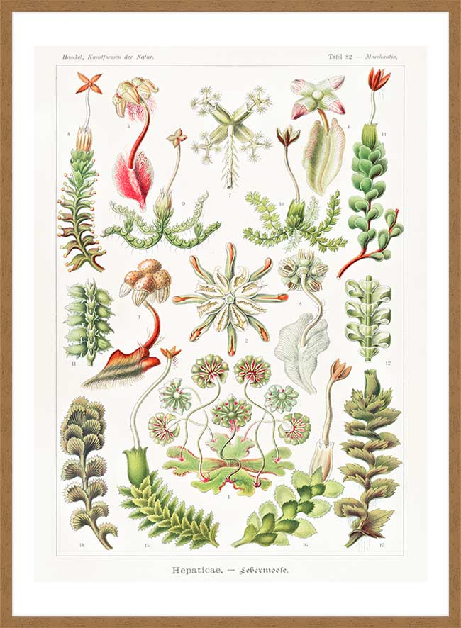 Hepaticae–Lebermoose Liverworts by Ernst Haeckel Print