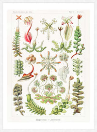 Hepaticae–Lebermoose Liverworts by Ernst Haeckel Print