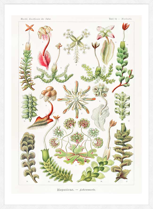 Hepaticae–Lebermoose Liverworts by Ernst Haeckel Print
