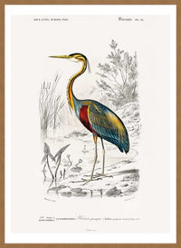 Heron Vintage Bird Print