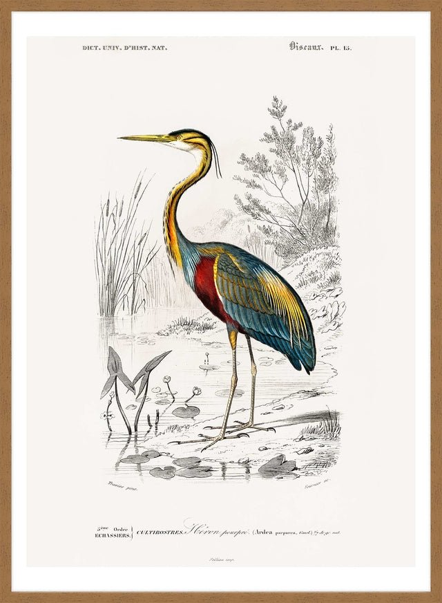 Heron Vintage Bird Print