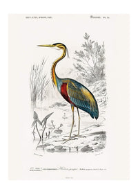 Heron Vintage Bird Print