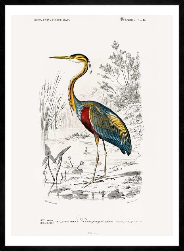 Heron Vintage Bird Print