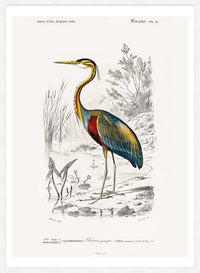 Heron Vintage Bird Print