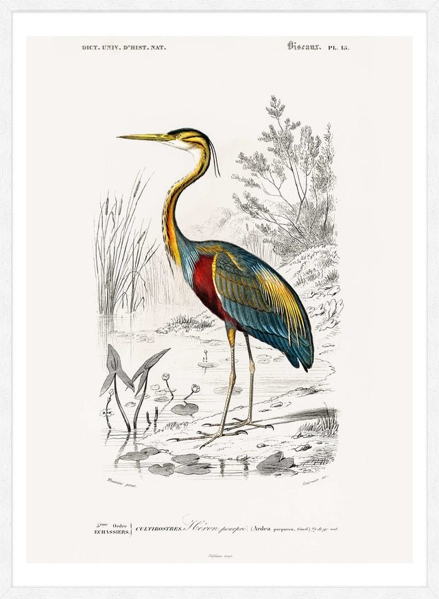 Heron Vintage Bird Print