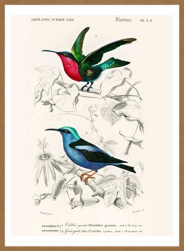 Hummingbird Vintage Bird Print