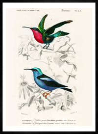Hummingbird Vintage Bird Print