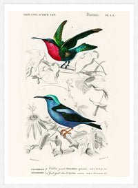 Hummingbird Vintage Bird Print