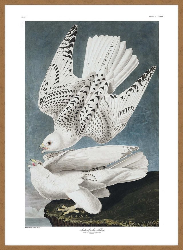 Iceland Falcon Vintage Antique Bird Print